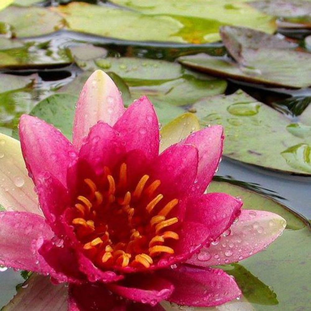 Meet your Posher, Abigail